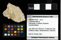 Foto (Objekt + Etiketten) von ? Goniodromites sp. 